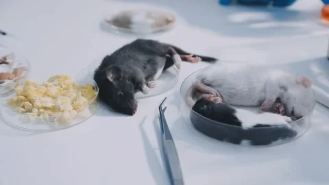 Close-up of scientist performing laboratory testing on a white mouse in a m.. Stock Footage 336564981