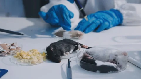 Close-up of scientist performing laboratory testing on a white mouse in a m.. Stock Footage 336564987