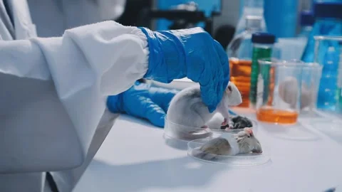 Close-up of scientist performing laboratory testing on a white mouse in a m.. Stock Footage 336564996