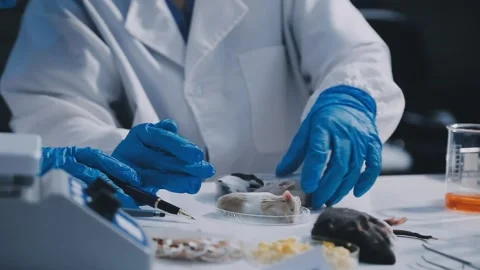 Close-up of scientist performing laboratory testing on a white mouse in a m.. Stock Footage 336565002