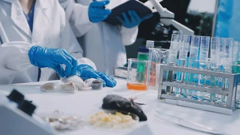 Close-up of scientist performing laboratory testing on a white mouse in a m.. Stock Footage 336565003