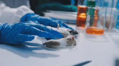 Close-up of scientist performing laboratory testing on a white mouse in a m.. Stock Footage 336565005