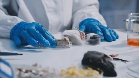Close-up of scientist performing laboratory testing on a white mouse in a m.. Stock Footage 336565007