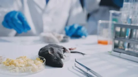 Close-up of scientist performing laboratory testing on a white mouse in a m.. Stock Footage 336565013