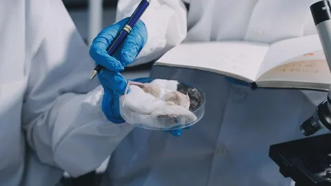 Close-up of scientist performing laboratory testing on a white mouse in a m.. Stock Footage 336565031