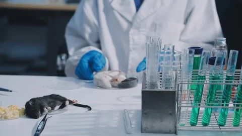 Close-up of scientist performing laboratory testing on a white mouse in a m.. Stock Footage 336565036