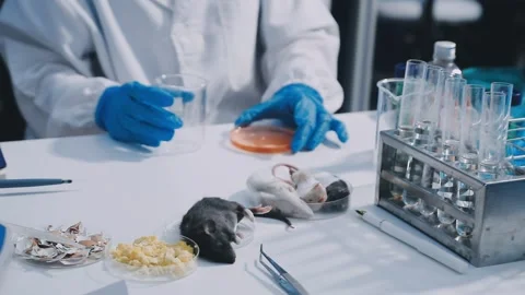 Close-up of scientist performing laboratory testing on a white mouse in a m.. Stock Footage 336565041