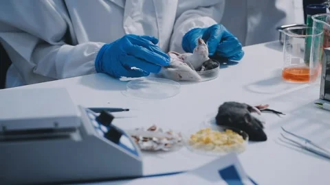 Close-up of scientist performing laboratory testing on a white mouse in a m.. Stock Footage 336565044