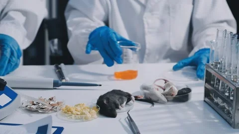 Close-up of scientist performing laboratory testing on a white mouse in a m.. Stock Footage 336565045