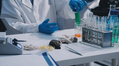 Close-up of scientist performing laboratory testing on a white mouse in a m.. Stock Footage 336565047