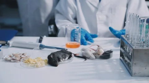Close-up of scientist performing laboratory testing on a white mouse in a m.. Stock Footage 336565050