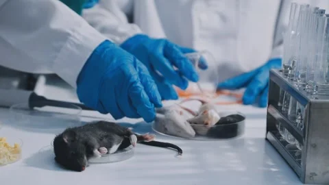 Close-up of scientist performing laboratory testing on a white mouse in a m.. Stock Footage 336565054