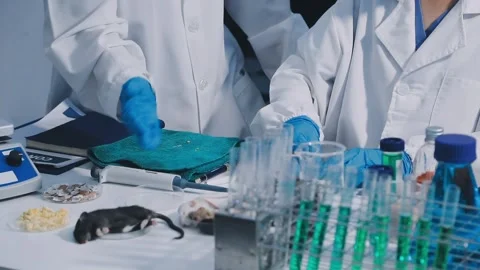 Close-up of scientist performing laboratory testing on a white mouse in a m.. Stock Footage 336565098