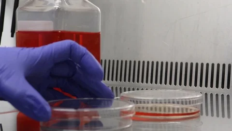Close up of scientist pipetting cell media Stock Footage 129512178