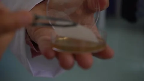 Close-Up of Scientist Placing Membrane Filter on Agar Petri Dish Vídeos de archivo 334181165