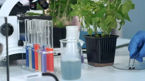 Close up of scientist taking the soil sample with surgical pincers for the Stock Footage 151975301
