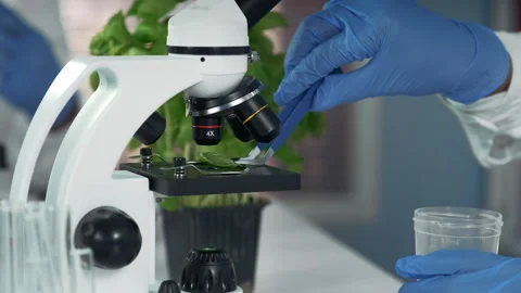 Close-up of scientist using surgical pincers to put plant leaf from microscope Stock Footage 153090806