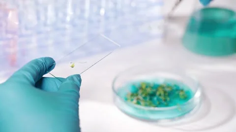 Close-up, a scientist using tweezers examines young sprouts of green salad in Stock Footage 152544363