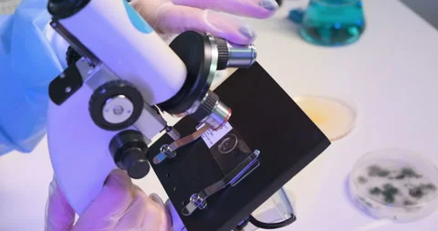 Close-up of scientist working with microscope. Viruses bacteria in Petri dish Stock Footage 151044795