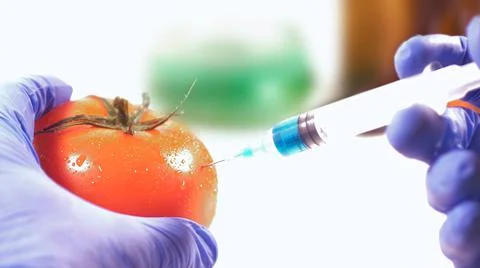 Close-up of a scientist's hands injecting a blue liquid into a tomato. Select Stock Photos
