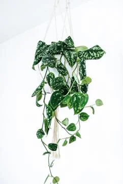 Close up of a Scindapsus plant, (also called Devil's ivy) 写真素材