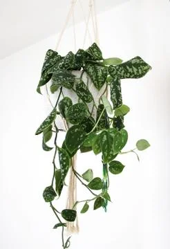 Close up of a Scindapsus plant, (also called Devil's ivy) Stock Photos