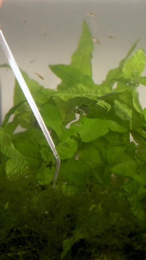 Close up of scissors and tweezers pruning aquatic plants in a fish tank. Stock Footage 222732515