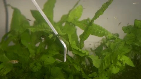 Close up of scissors and tweezers pruning aquatic plants in a fish tank. Stock Footage 228266191