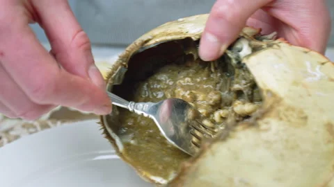 Close-up of scooping out delicious brown meat from the shell of a crab in 4K. Stock Footage 146334412