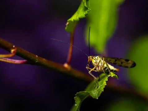 Close up of a scorpion fly. Stock Photos