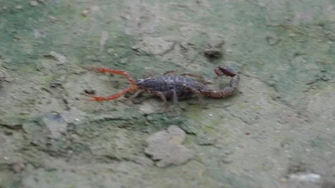 Close Up of Scorpion Stock Footage 340778866