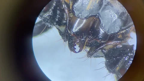 Close-up of the scorpion under the stereo microscope magnify 40 times Stock Footage 167117690