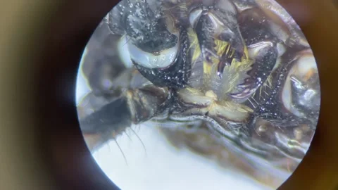 Close-up of the scorpion under the stereo microscope magnify 40 times Stock Footage 167117708