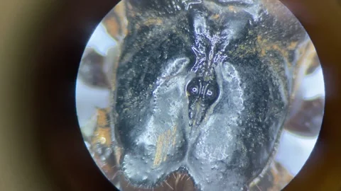Close-up of the scorpion under the stereo microscope magnify 40 times Stock Footage 167117758