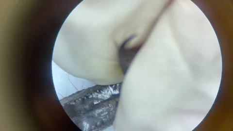 Close-up of the scorpion under the stereo microscope magnify 40 times Stock Footage 167118001