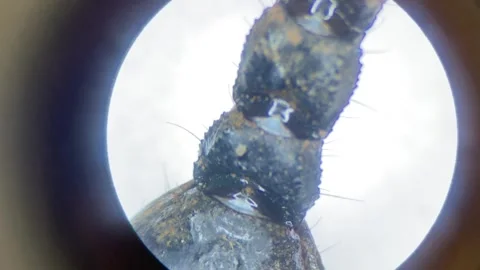 Close-up of the scorpion under the stereo microscope magnify 40 times Stock Footage 167118004
