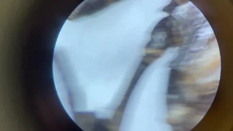 Close-up of the scorpion under the stereo microscope magnify 40 times Stock Footage 167118009