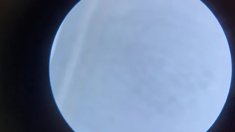 Close-up of the scorpion under the stereo microscope magnify 40 times Stock Footage 167118307