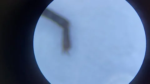 Close-up of the scorpion under the stereo microscope magnifies 40 times Stock Footage 167118324