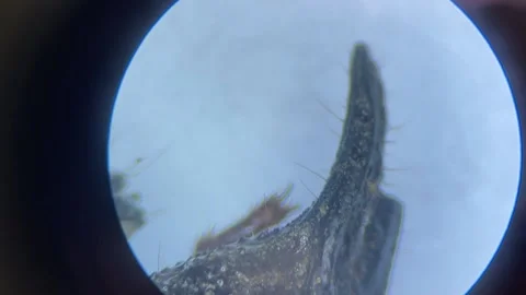 Close-up of the scorpion under the stereo microscope magnify 40 times Stock Footage 167118327