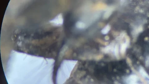 Close-up of the scorpion under the stereo microscope magnify 40 times Stock Footage 167118330