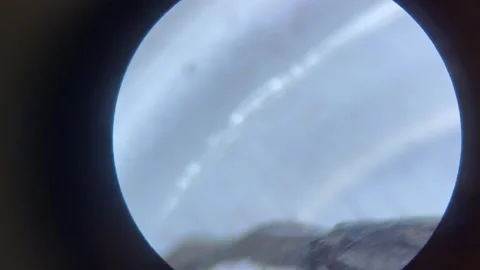 Close-up of the scorpion under the stereo microscope magnify 40 times Stock Footage 167118333