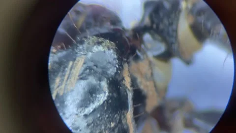 Close-up of the scorpion under the stereo microscope magnify 40 times Stock Footage 167118355