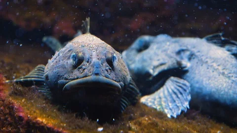 Close up of scorpionfish 4K Stock Footage 119494401