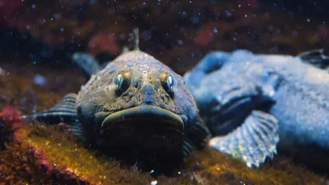 Close up of scorpionfish 4K Video stock 119494536