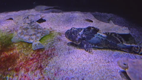 Close up of a scorpionfish swimming  Stock Footage 253064514