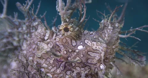 Close-up of Scorpionfish swimming underwater. Stock Footage 317089722