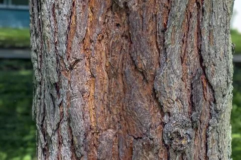 Close-up of Scots pine bark with layered fissures and weathered surface Stock Photos