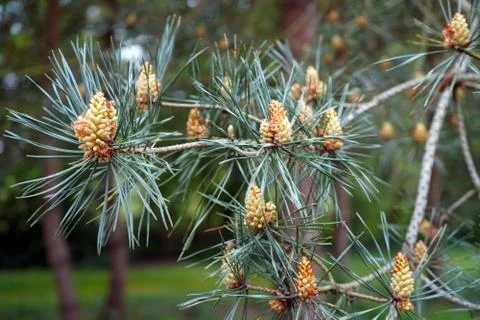 Close up of a Scots Pine flower with branches Photos