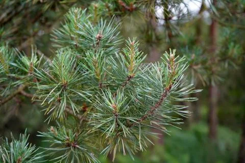 Close up of a Scots Pine flower with branches 库存照片